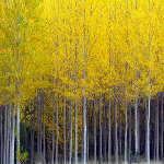 Flash Poplar 2.png