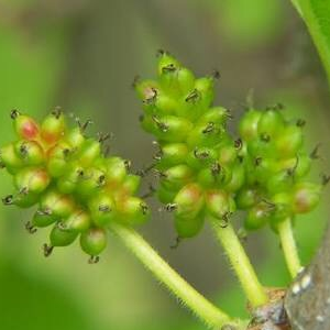 Bugberries.png