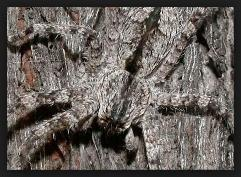 Spider5.png