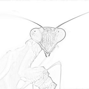 Mantis.png