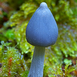 Tear Bower Mushroom.png