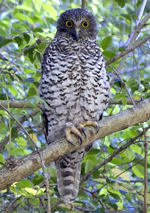 File:Owl.png
