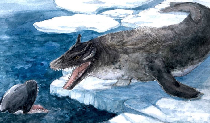 Northern sea wolf.png