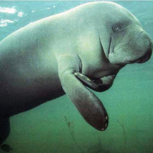 Manatee.png