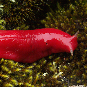 Slug.png