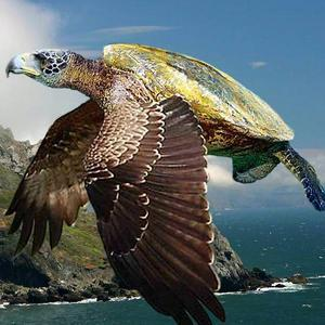 Turtle Doves .png