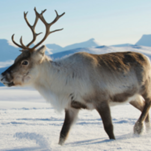 HafreinDeer.png