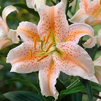 File:Star-lily.png