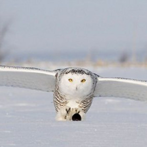Enormowl.png
