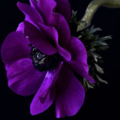 Thumbnail for version as of 07:05, 19 October 2018