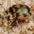 Thumbnail for version as of 10:38, 21 December 2017