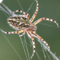 Thumbnail for version as of 18:12, 20 December 2017