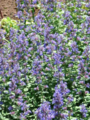 Thumbnail for version as of 12:58, 25 June 2019